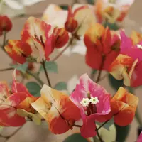 新品【哪吒】三角梅好养勤花绿植盆栽不带花