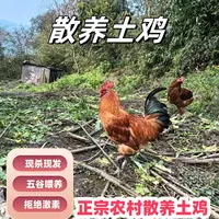 四川土鸡正宗农村散养土鸡现杀现发包邮发货