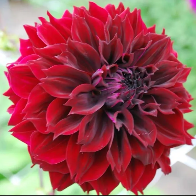 直播花卉大丽花种球百合多年生花卉室内庭院阳台大丽花红白飘雪