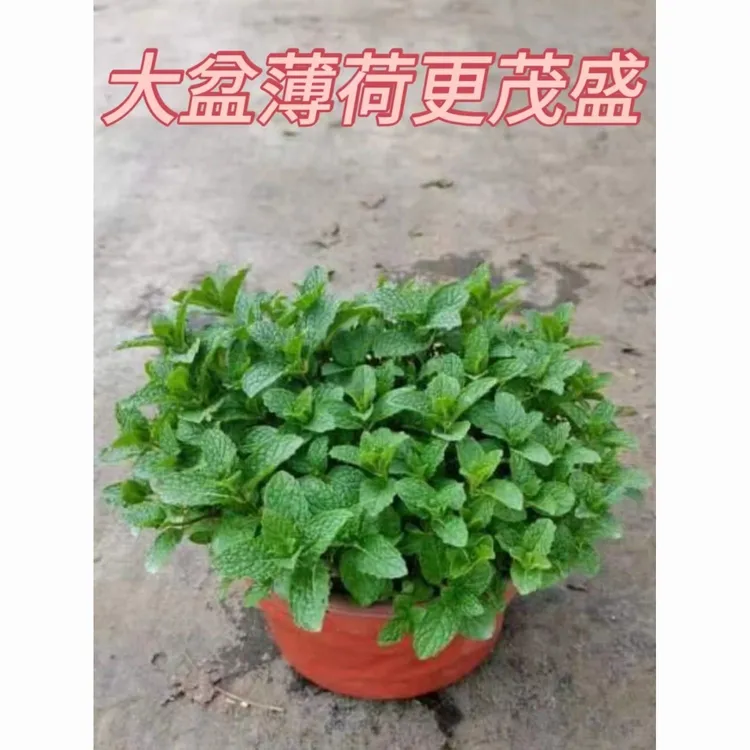 薄荷盆栽绿植清香带原土可食用薄荷叶好养易活泡茶驱蚊虫可水培