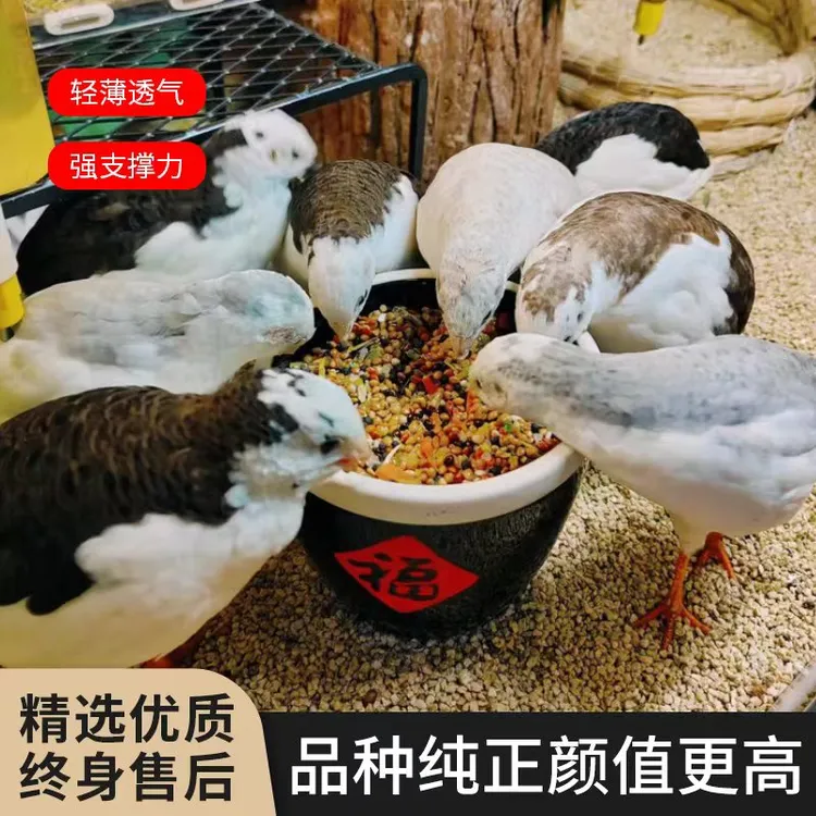 福利特价50-60天宠物芦丁鸡阳台萌宠活体全毛包活损到家顺丰包邮