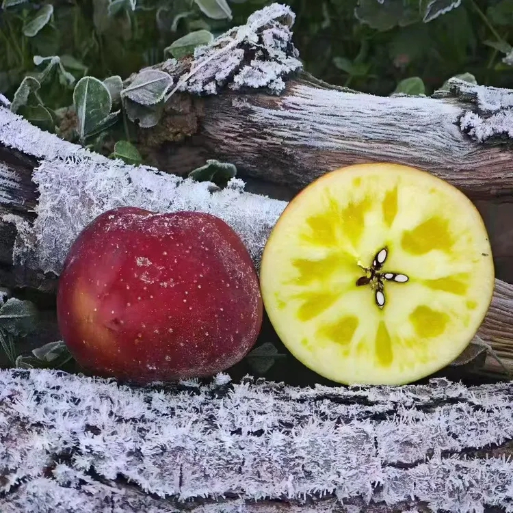 【婷妹妹专属】大凉山冰糖心丑苹果新鲜脆甜多汁产地直发当季