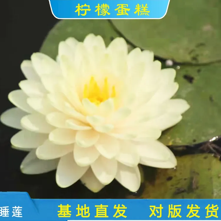 精品耐寒睡莲 柠檬蛋糕 池塘庭院水池基地带花发货