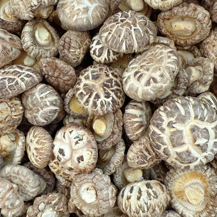 当季新货河南花菇干货