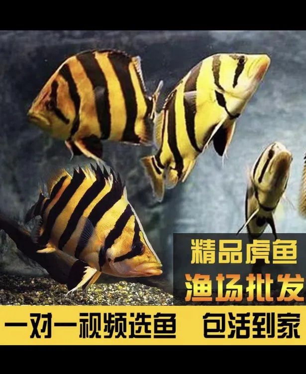 苏门答腊三纹四纹虎鱼热带观赏鱼龙鱼配鱼活体