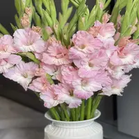 球小明年开花/剑兰种球5颗《粉闪电周长6—8cm》