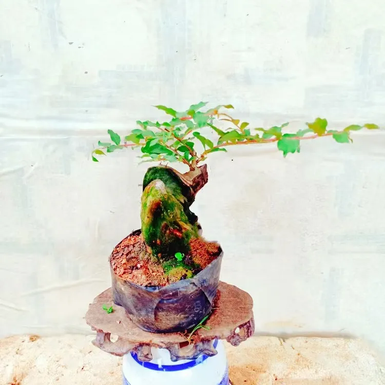 绿植盆栽室内紫薇树老桩造型小景网红植物阳台花卉苗本高级感顺丰