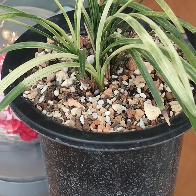 桌上放一盆兰花草，会让我们的内心安静，原来诗情画意就在我的身边