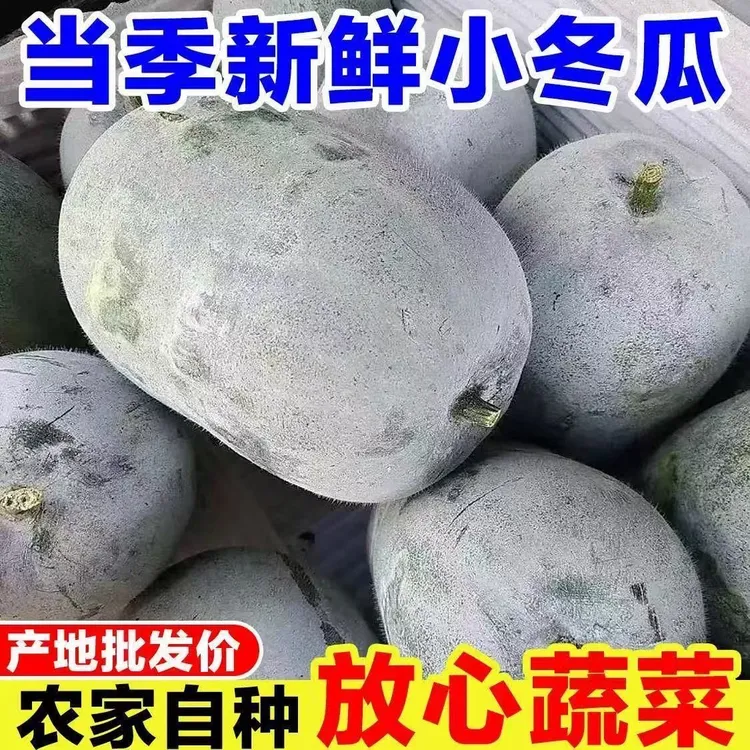 新鲜小冬瓜农家自种挂霜迷你水果冬瓜现摘现发新鲜蔬菜批发可煲汤