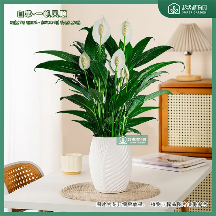 白掌水土培植物室内花卉盆栽办公室净化空气客厅好养四季开花绿植