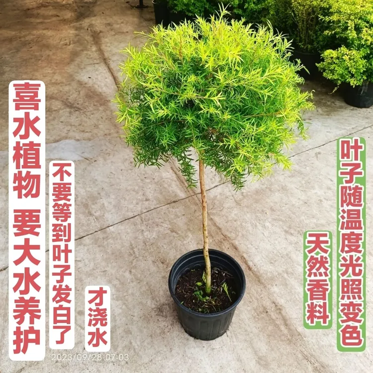 黄金香柳千层金清香木烘焙装饰净化空气耐热花镜造景植物四季常青