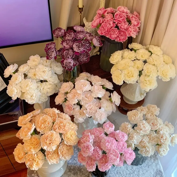 50款【康乃馨】单头多头多色系鲜花朵插花束鲜切花卉云南【品全】顺丰