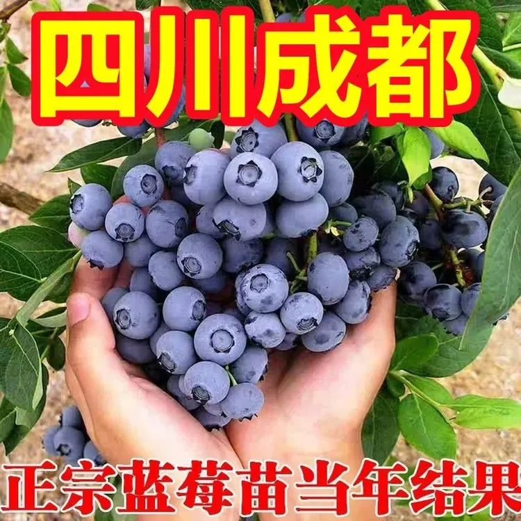 四季蓝莓苗南北方室内盆栽地栽苗耐寒耐热阳台当年结果蓝莓新鲜树