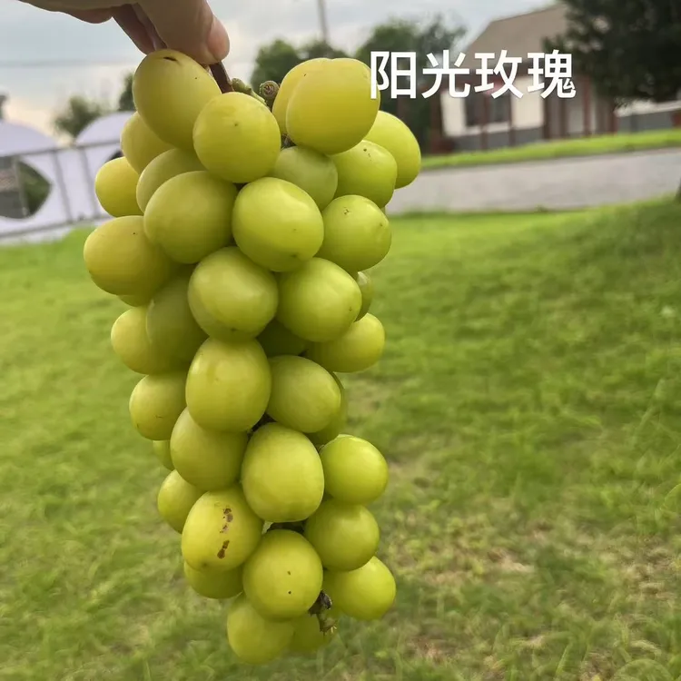 顺丰发货/绿色食品认证阳光玫瑰葡萄尝鲜价水果无籽爆汁