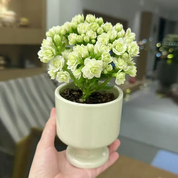 绿巴黎长寿花盆栽盆景室内客厅办公室桌面观花趣味好养花卉绿植