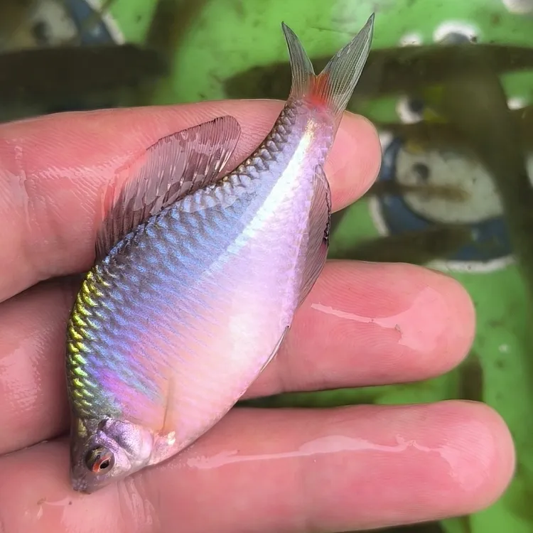 七彩高体鳑鲏冷水鱼群游鱼小型观赏鱼《运输会褪色褪色可恢复》