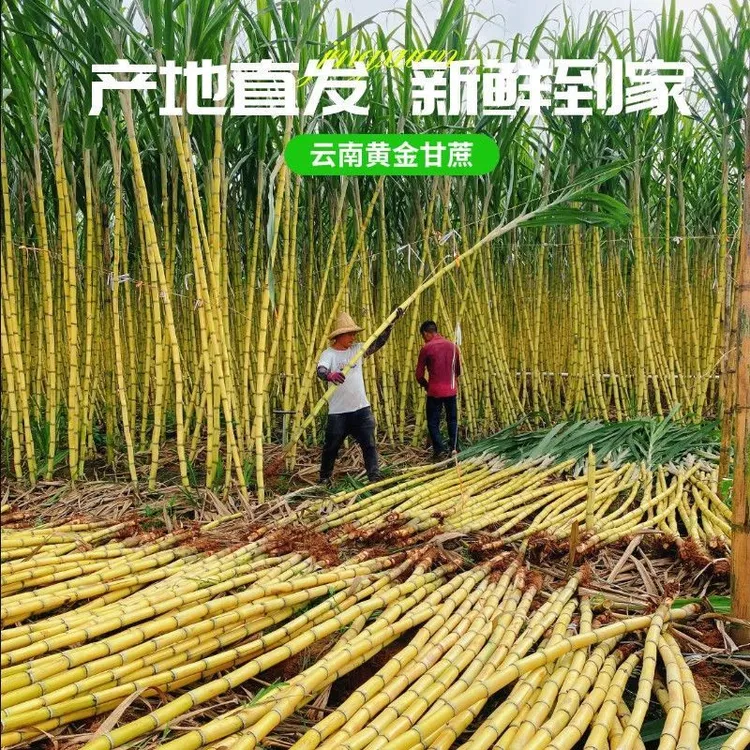 云南黄皮甘蔗新鲜正宗当季水果脆甜爽口农家现砍黄金中段鲜嫩多汁