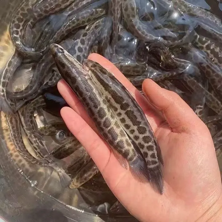 黑鱼生鱼乌鱼斑鱼财鱼活体淡水宠物观赏养殖鱼