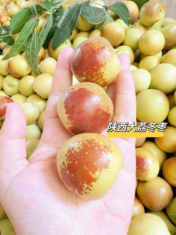 （只做好吃的冬枣）2025正宗陕西大荔脆甜爽口2/3/5斤顺丰包邮