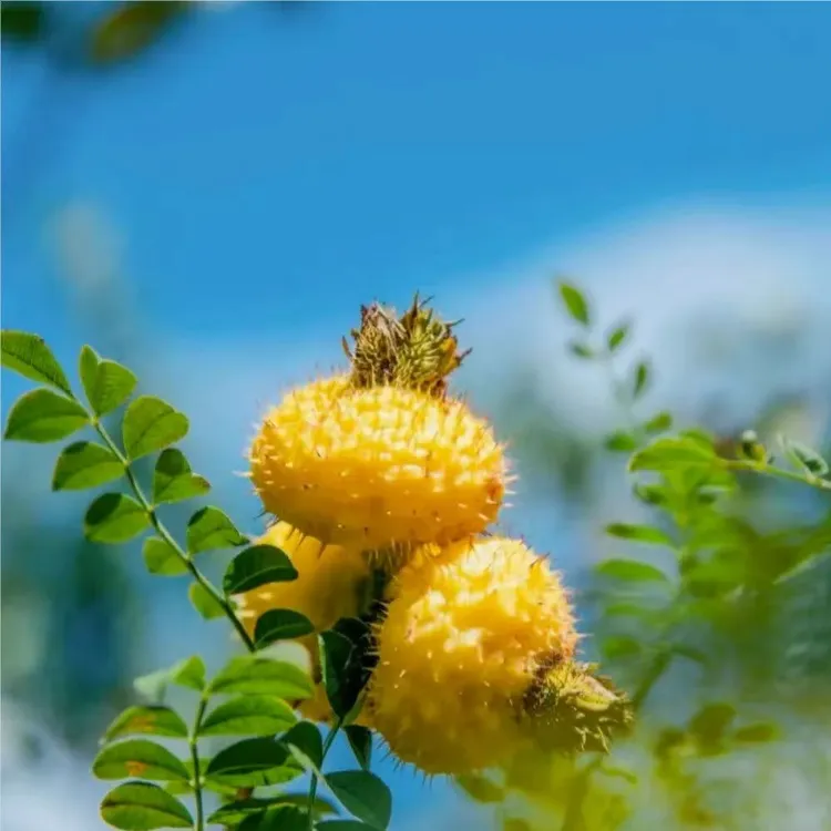 贵州特产刺梨鲜果黔味干果泡茶泡水美味宗果香足美味营养富含维C