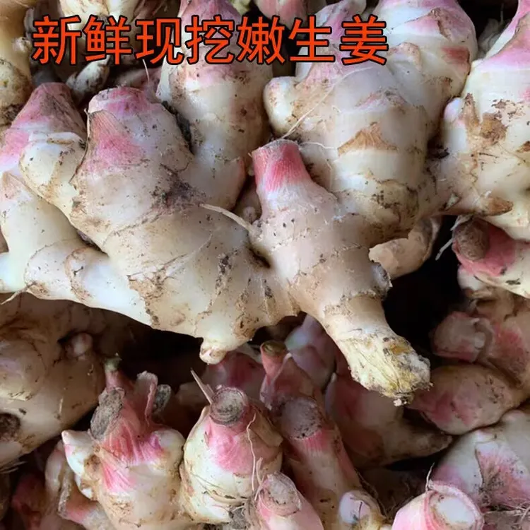 【现挖现发】广东本土嫩姜生姜姜牙德庆大肉姜新鲜包邮现挖发货新鲜