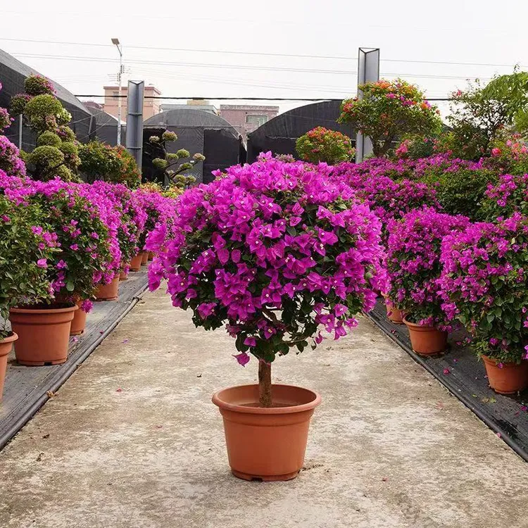 浓香型重瓣三角梅盆栽耐寒好养活室内外种植四季开花三角梅盆栽