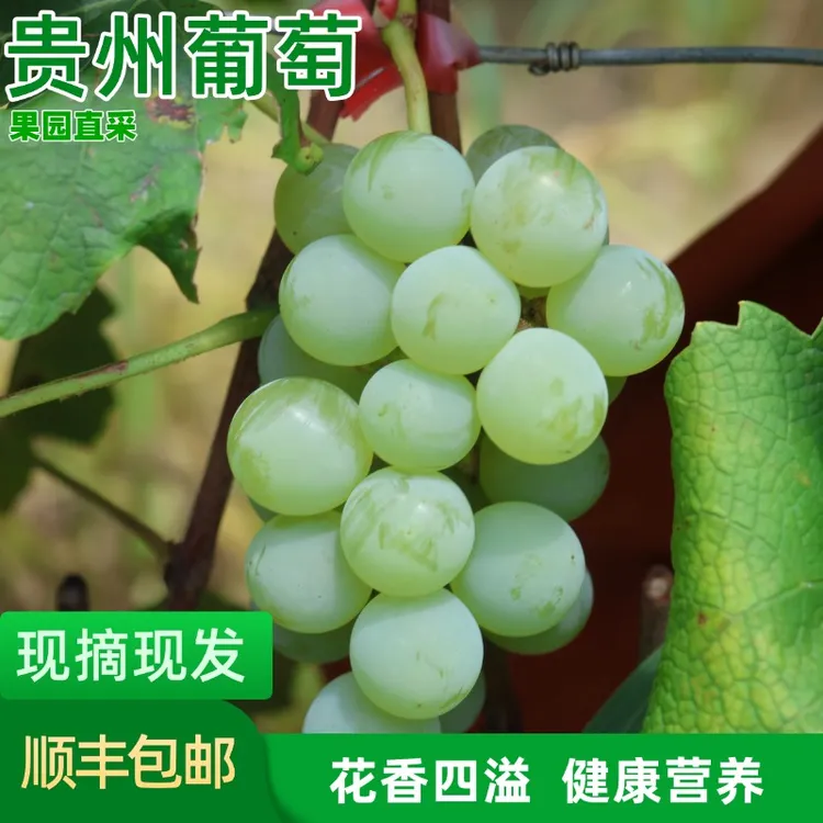 【顺丰包邮】贵州水晶葡萄当季新鲜水果甜蜜多汁有籽葡萄老树老品种