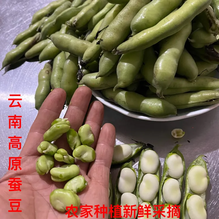 云南农家自种新鲜带壳鲜嫩蚕豆蔬菜