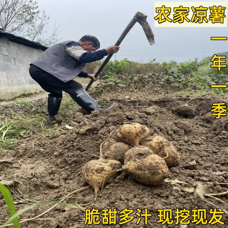 农家凉薯 新鲜现挖 脆甜 地瓜 地萝卜