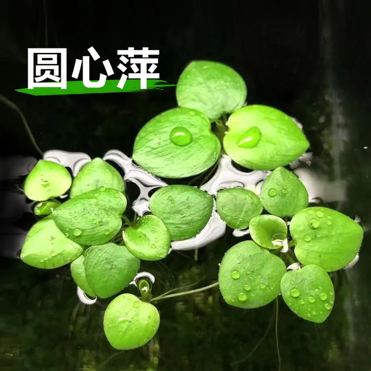 圆心萍浮萍水草植物鱼缸造景水培净化水质鱼虾龟缸漂浮水草
