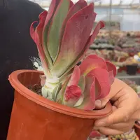 唐印大单头带仔老桩
