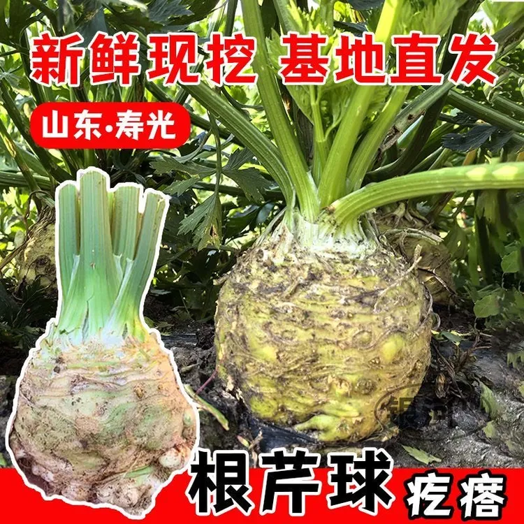 根芹秧苗根芹种籽芹菜苗子四季可盆栽高产阳台种植秧苗穴盘根芹苗