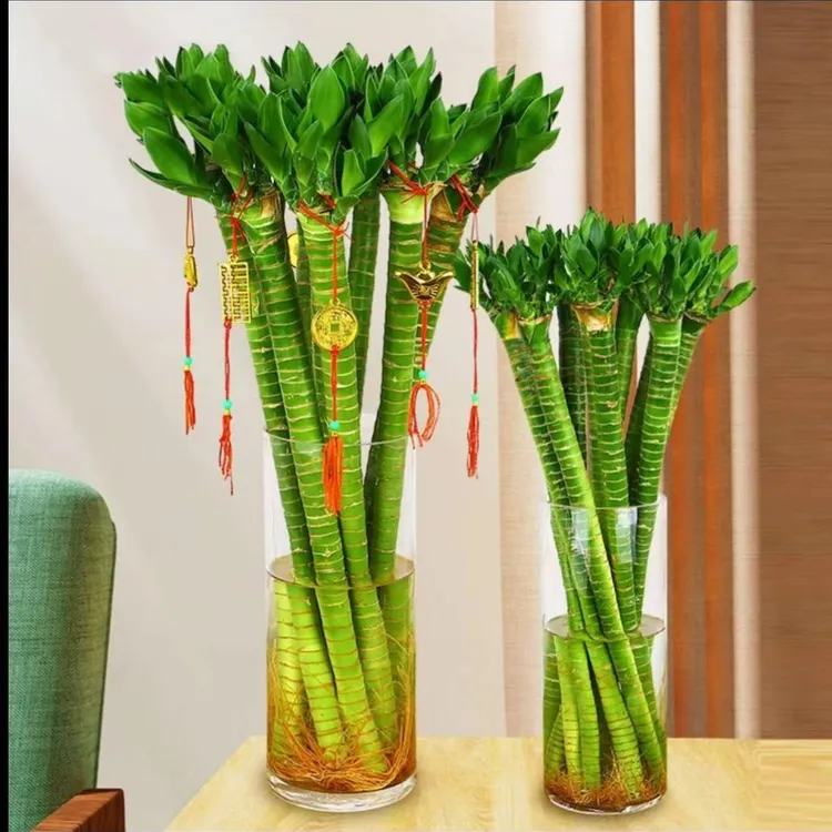 粗杆多头龙竹观音竹荷花竹发财竹富贵竹植物水养客厅绿植水培花卉