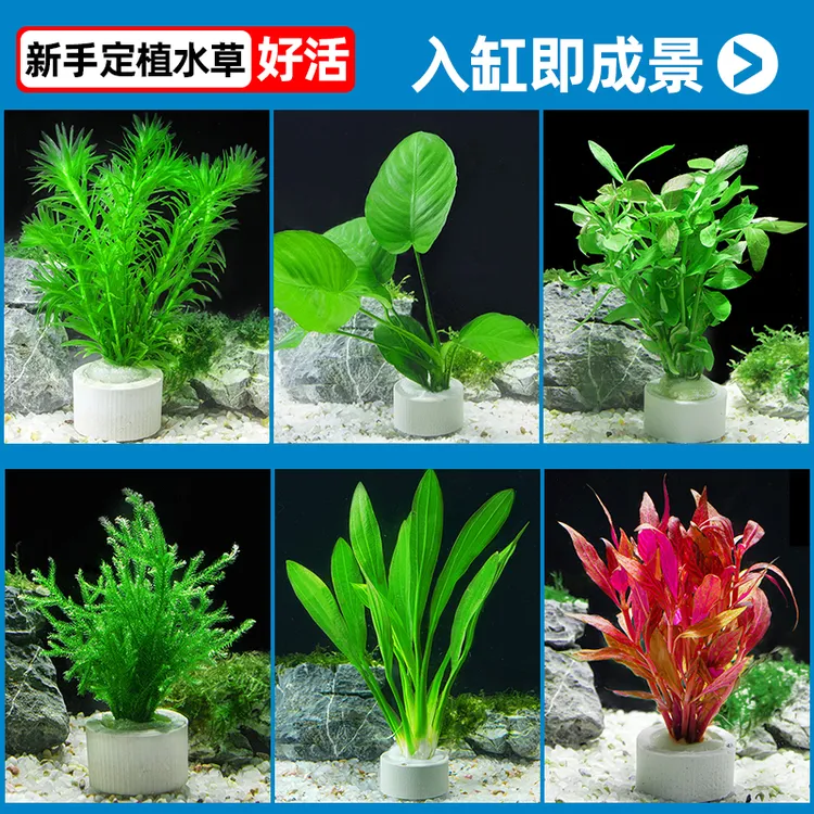 懒人阴性水草火山石造景鱼缸水培植物增氧净化水质蜈蚣草水榕套餐