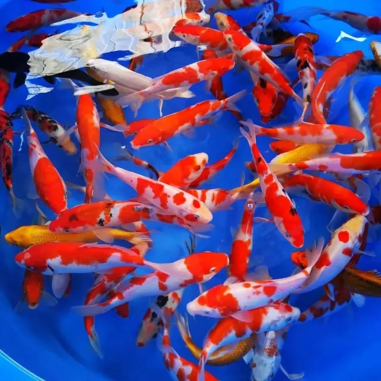 精品15-20厘米7条超大尺寸观赏鱼活体淡水红白介子三色好养耐活