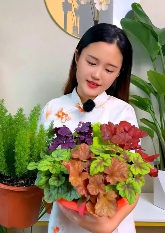 【矾根盆栽】【五盆五色赠送一颗】耐寒绿植花卉阳台庭院花园四季变色