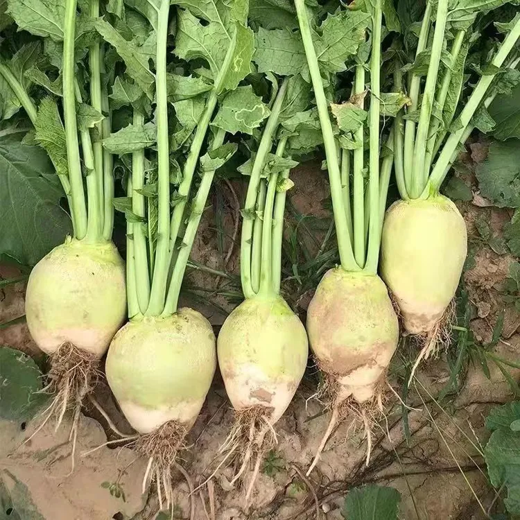 2025新鲜大头菜咸菜疙瘩5/9斤芥菜疙瘩辣菜疙瘩新鲜芥菜