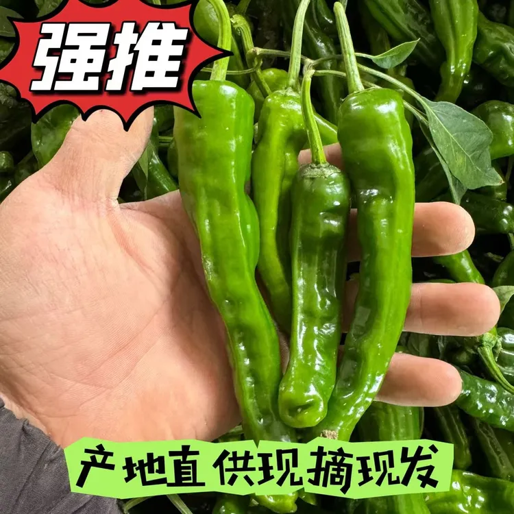 特辣小邹皮小螺丝椒土辣椒薄皮产地直供现摘现发青椒
