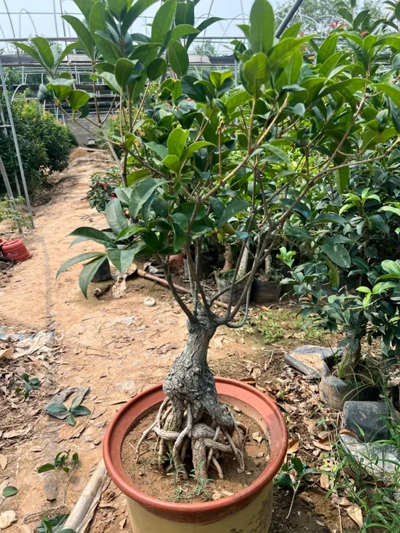四季红天香桂花，高提根老货盆景(脱盆打木架发货)