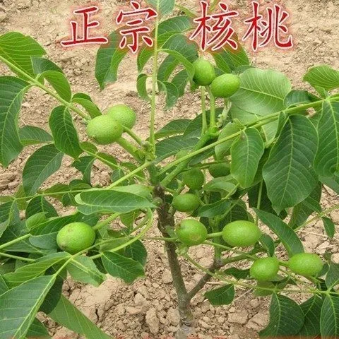 矮化辽核4号四号核桃苗 辽核7号薄皮薄壳纸皮 南北方种植果树苗