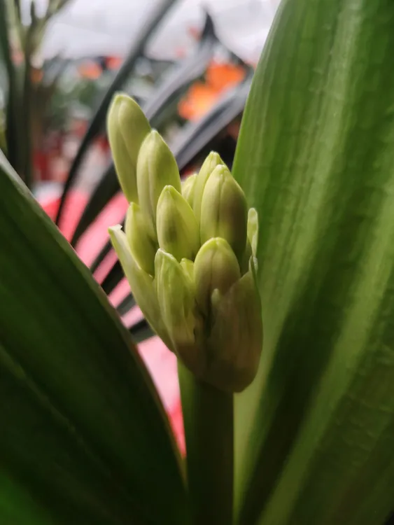 君子兰，原图售卖，1号，裸根发货