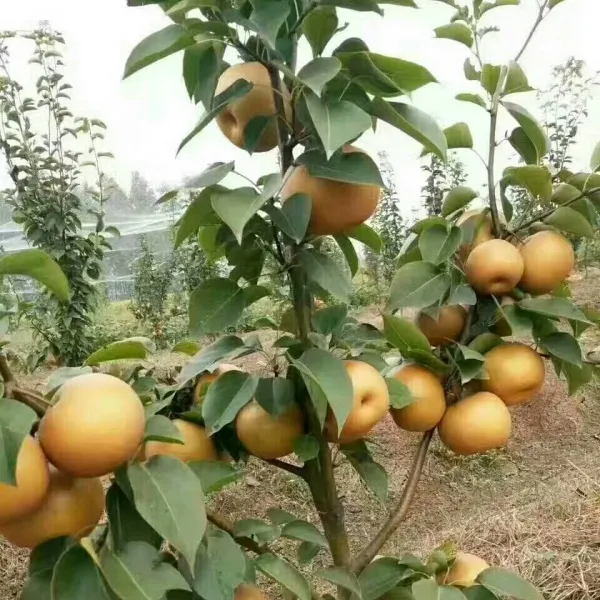 正宗秋月梨树果苗嫁接沙梨树果树庭院地栽南北方种植盆栽当年结果