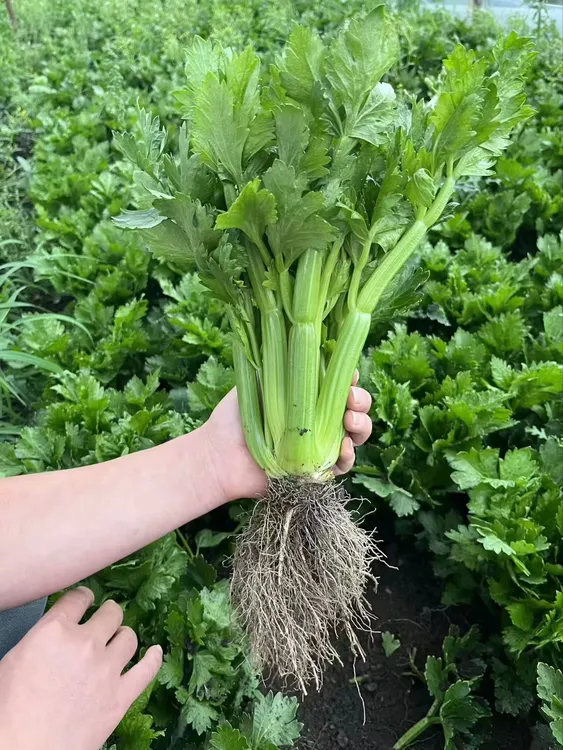 水果芹菜（生吃的蔬菜）