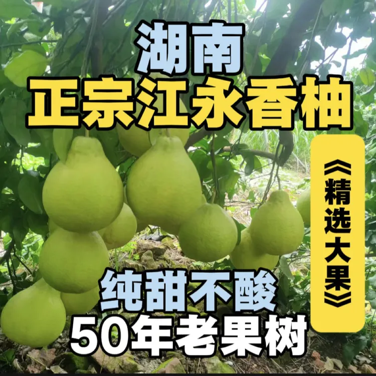 正宗湖南江永长寿沙田柚50年老果树无酸产地直发