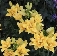 【月光女神百合】云南基地直发百合花鲜花插水养亚百合室内鲜切花