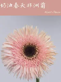 奶油春天非洲菊10支--收到花有问题第一时间联系客服