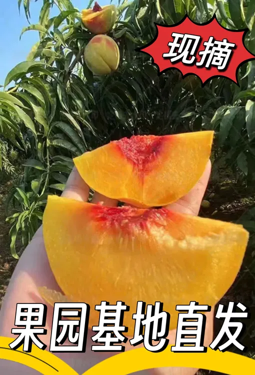 湖南怀化麻阳精选高山锦绣黄桃9斤包邮新鲜水果蜜桃现摘红心桃子