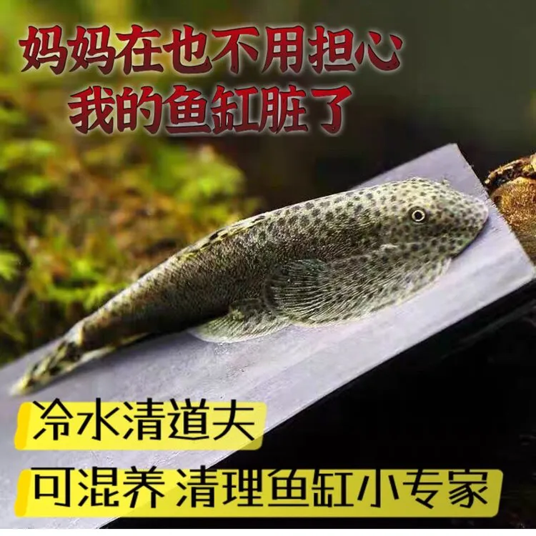 爬岩鳅吸鳅除藻缸壁清洁观赏鱼清洁鱼溪流冷水鱼底层鱼缸清道夫