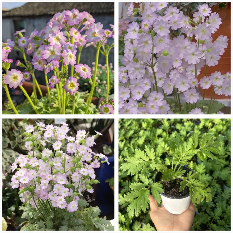 陕西羽叶报春花苗 室内阳台耐阴耐寒盆栽花卉植物包邮