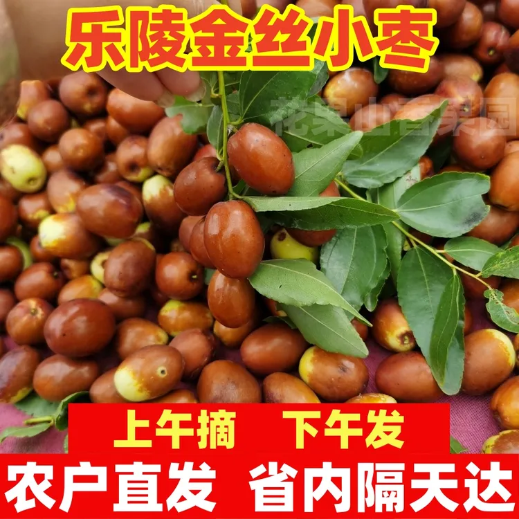 乐陵金丝小枣鲜枣红枣当季新鲜小枣现摘现发整箱五斤脆甜枣送礼